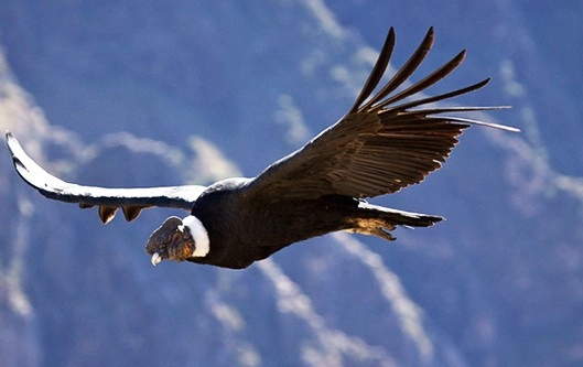AREQUIPA - PERU - condor
